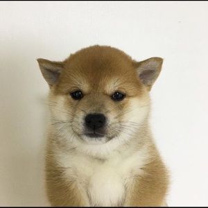 Meet your Posher, Kenji